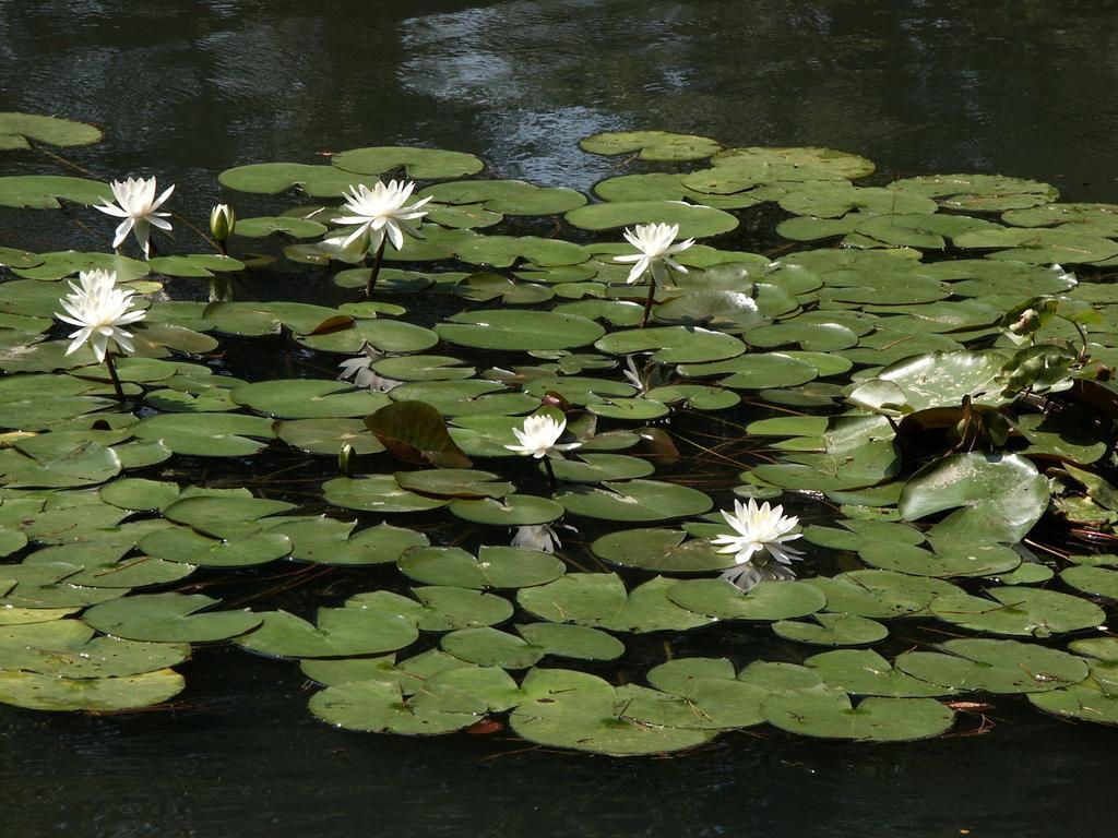 Matsusaki Nomi Eksteriør billede